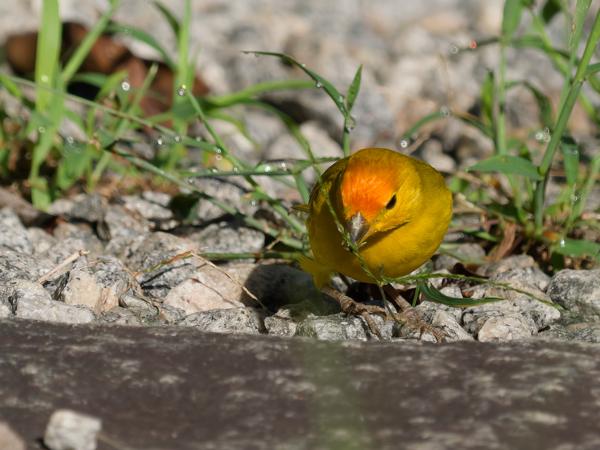 Gewone saffraangors (Sicalis flaveola)